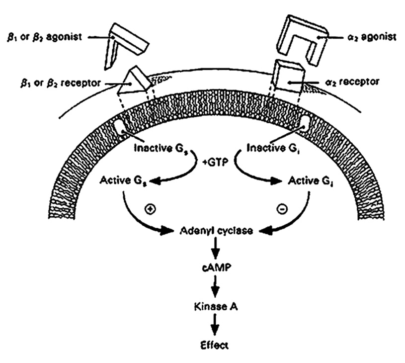 The Role of the Ciliary Body in Aqueous Humor Formation | OCL